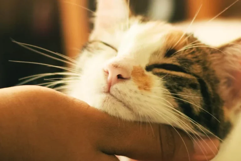 pet hair dryer