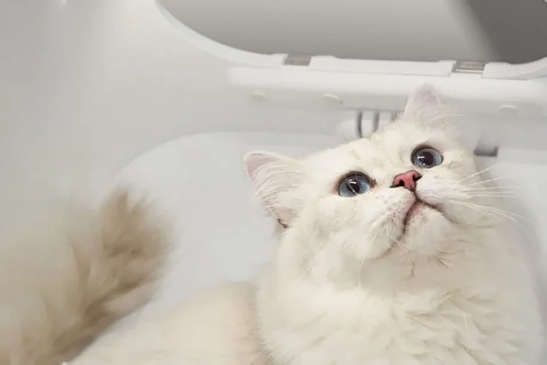 temperature controlled pet drying box